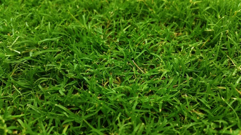 grass comparison Bermuda vs. Zoysia vs. Tall Fescue vs. Centipede