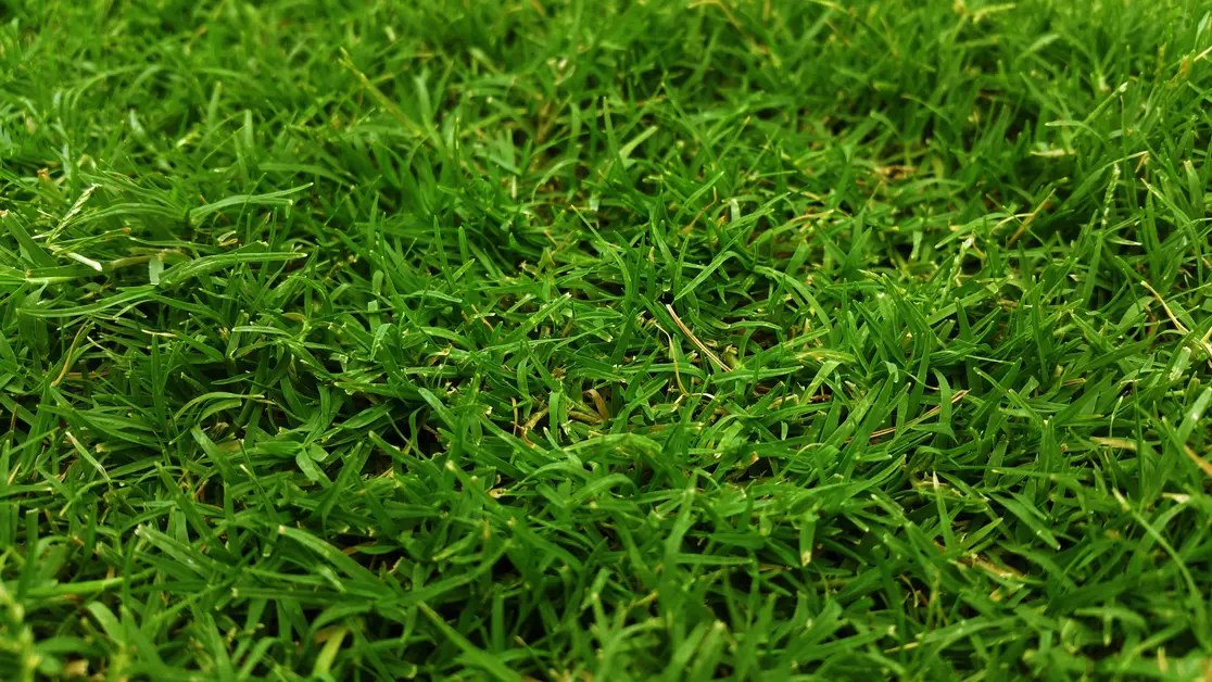 grass comparison Bermuda vs. Zoysia vs. Tall Fescue vs. Centipede