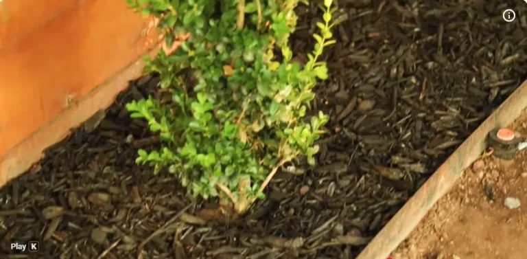 organic vs in organic mulch